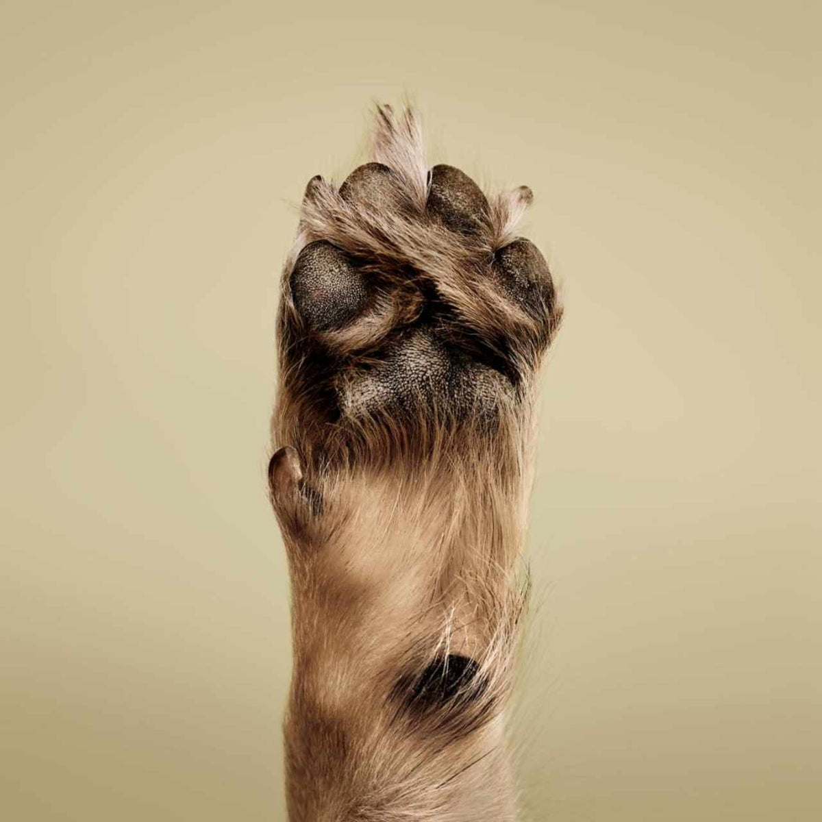 John Paul Pet Fragrance Free Wipes 60's