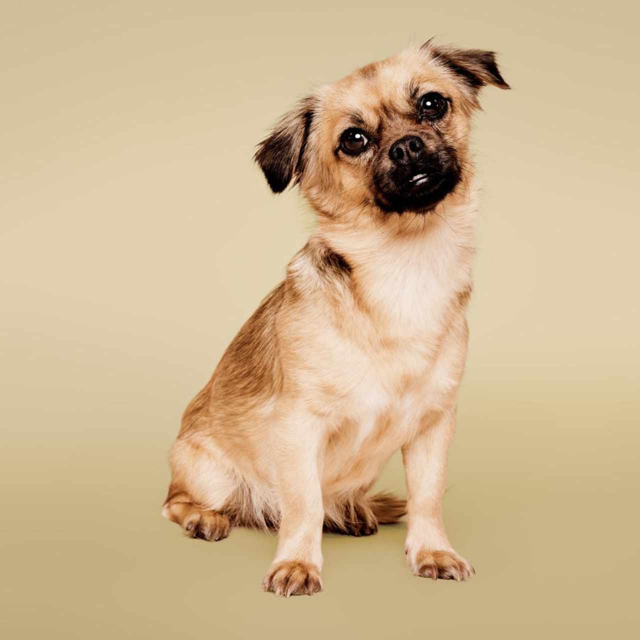 Paul Mitchell Pet Soothing Oatmeal Conditioner 500ml