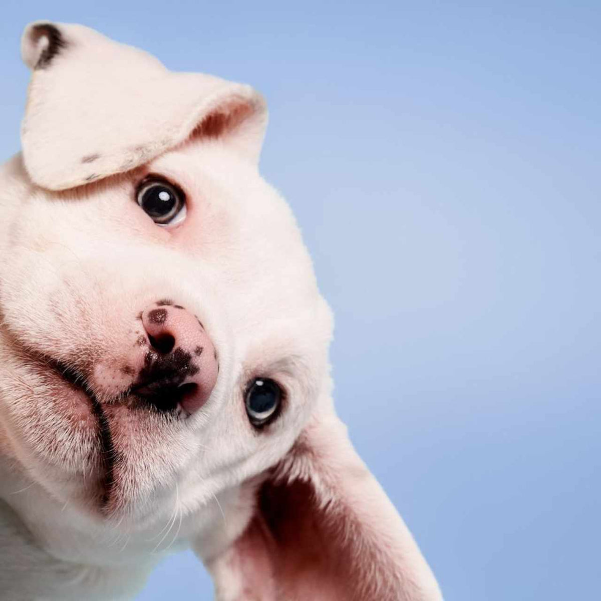 John Paul Pet Tear-Free Shampoo 500ml